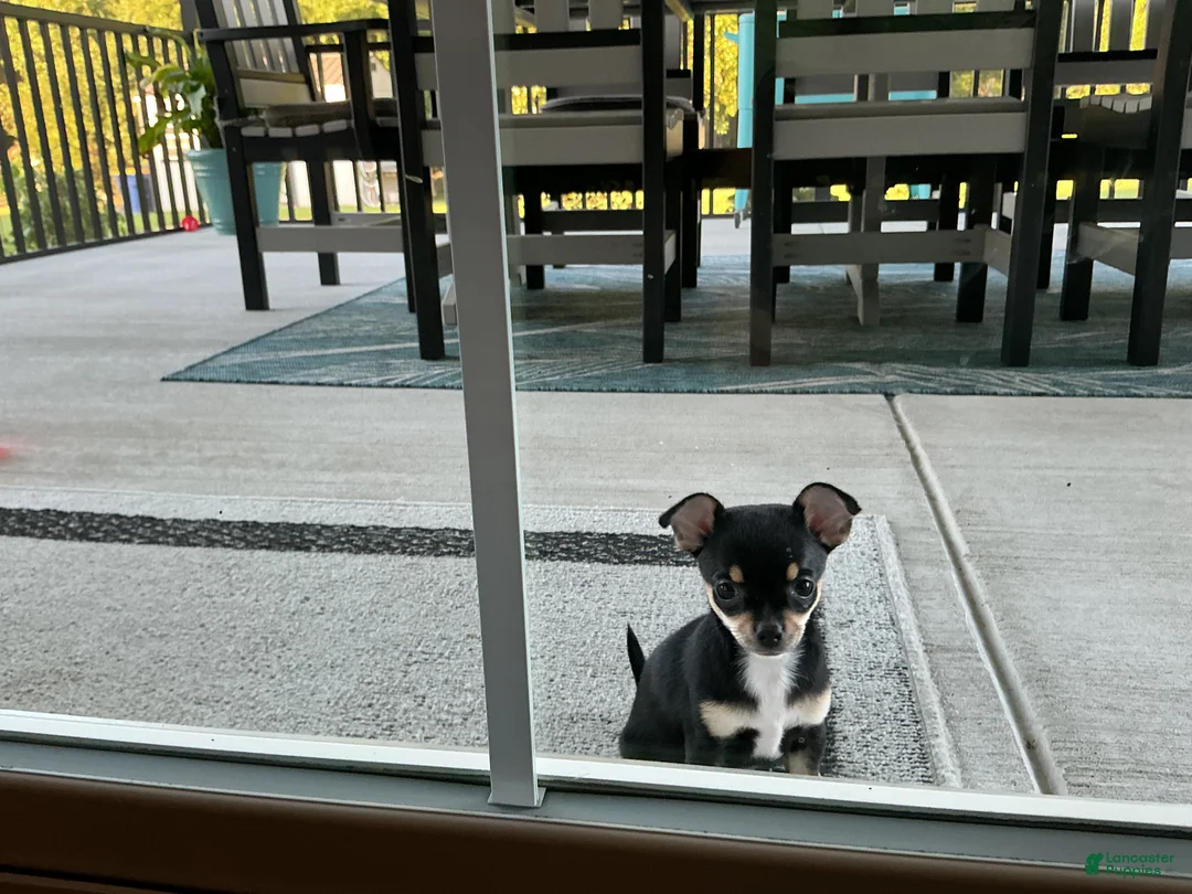 Chihuahua dogs for sale: Chihuahua 4 - Ad 2