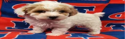 Yorkiepoo dogs for sale: Frosty Bandit - Ad 3