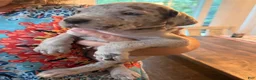 Great Dane dogs for sale: David Lee - Ad 3