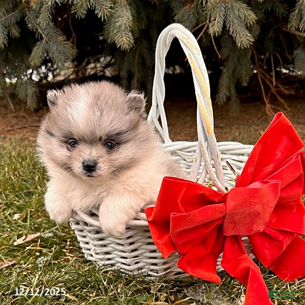 Pomeranian dogs Elsa - Ad 36