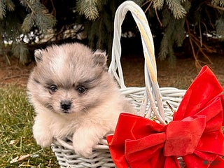 Pomeranian dogs Elsa - Ad 42