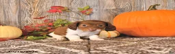 Dachshund dogs for sale: Candy - Ad 2