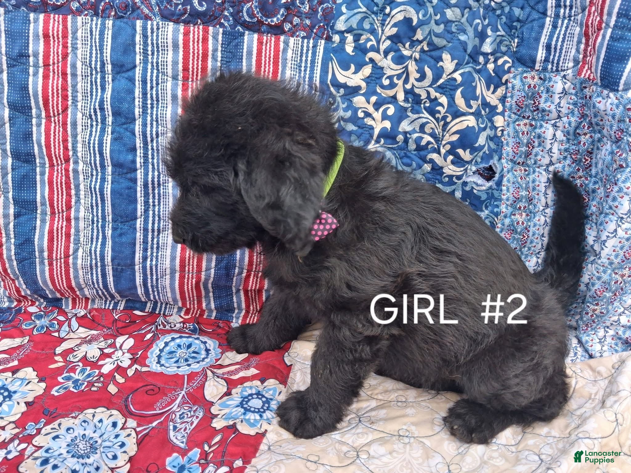 Labradoodle dogs Labradoodle 4 - Ad 38