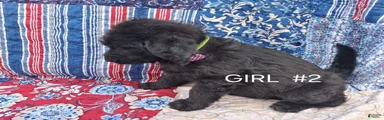 Labradoodle 4