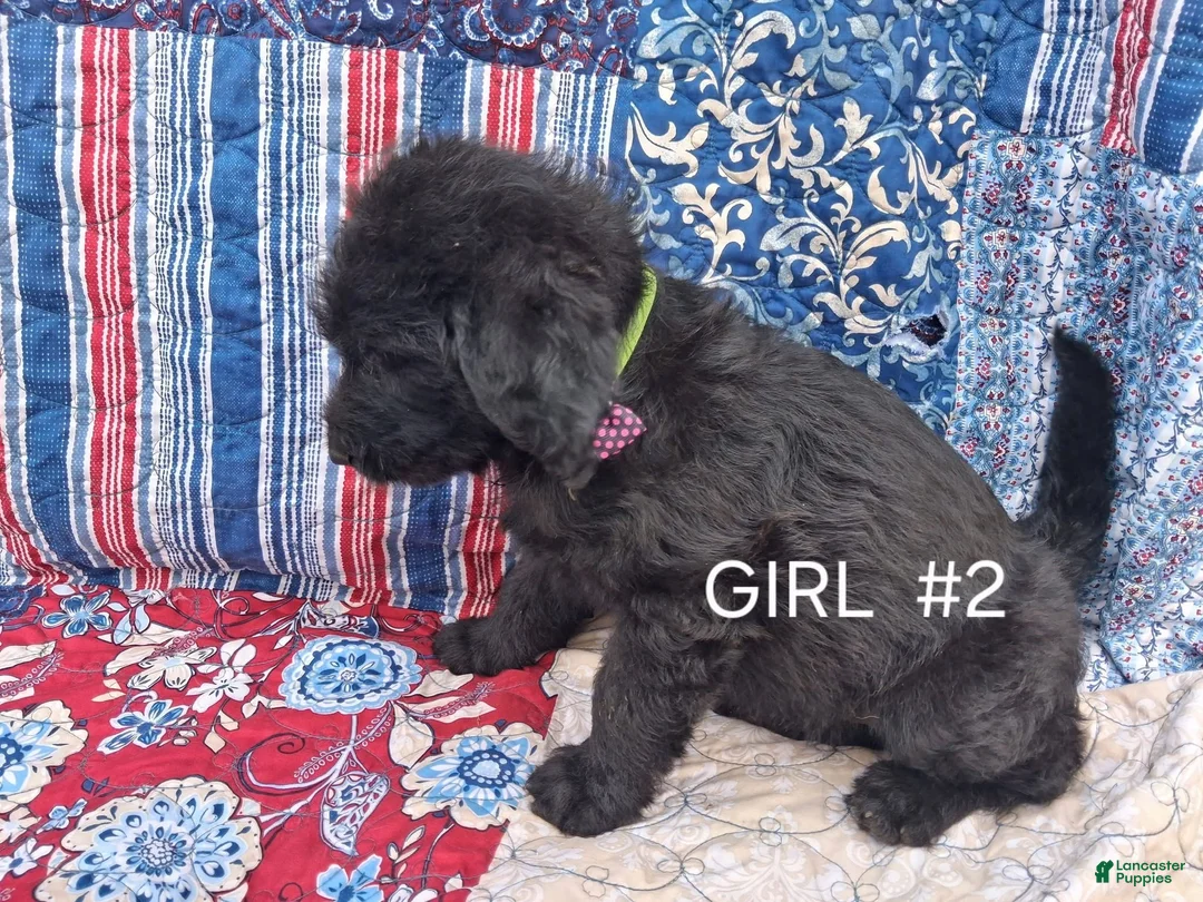 Labradoodle dogs for sale: Labradoodle 4 - Ad 1