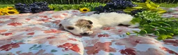 Mini Goldendoodle dogs for sale: Sage - Ad 23