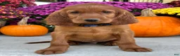 Irish Setter dogs for sale: Ralph - Ad 6