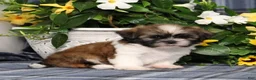 Shih Tzu dogs for sale: Truffles - Ad 3