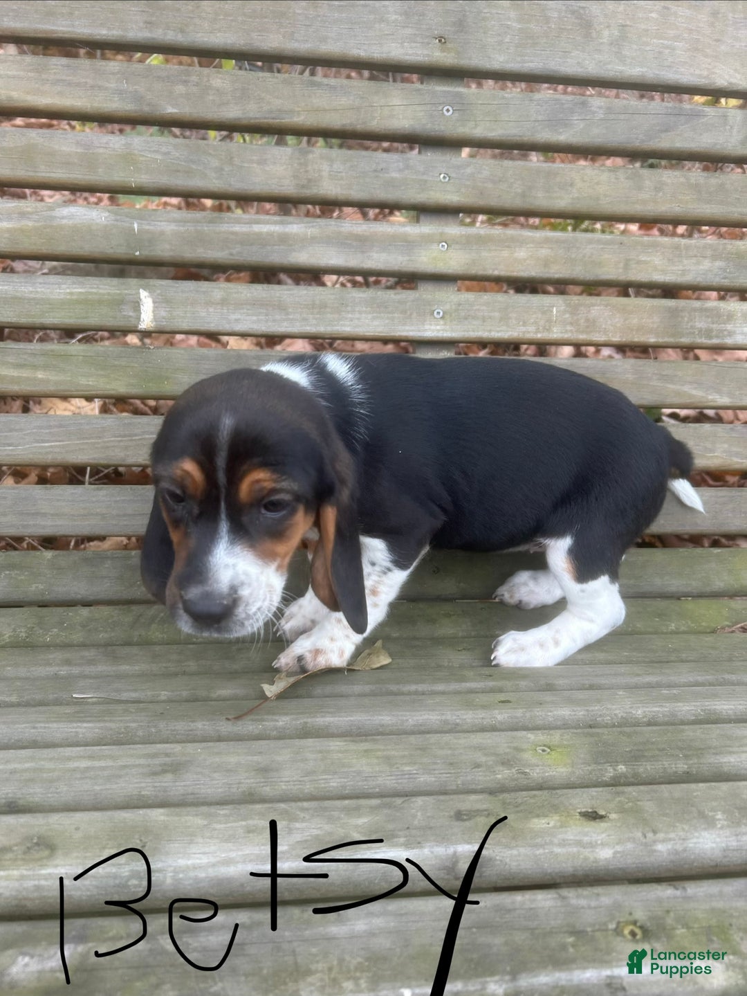 Beagle dogs for sale: Betsy - Ad 2