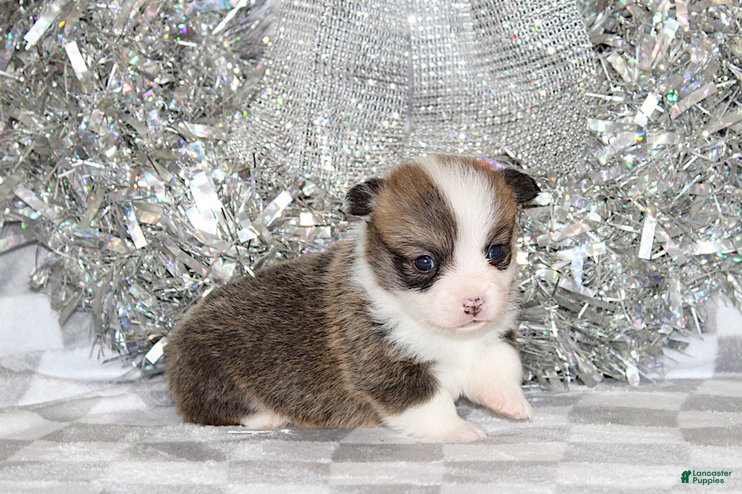 Welsh Corgi Pembroke dogs for sale: Mannie - Ad 5