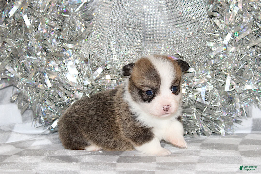 Welsh Corgi Pembroke dogs for sale: Carlotta - Ad 18