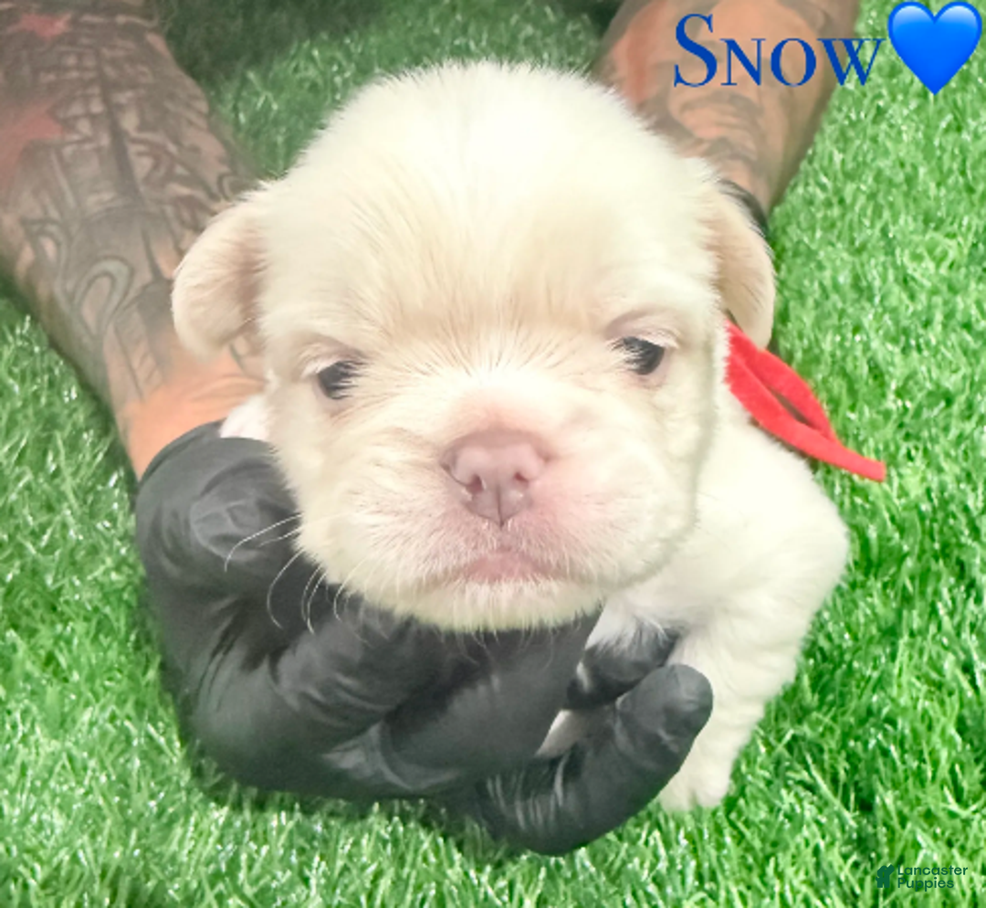 French Bulldog dogs for sale: Feliz - Ad 19