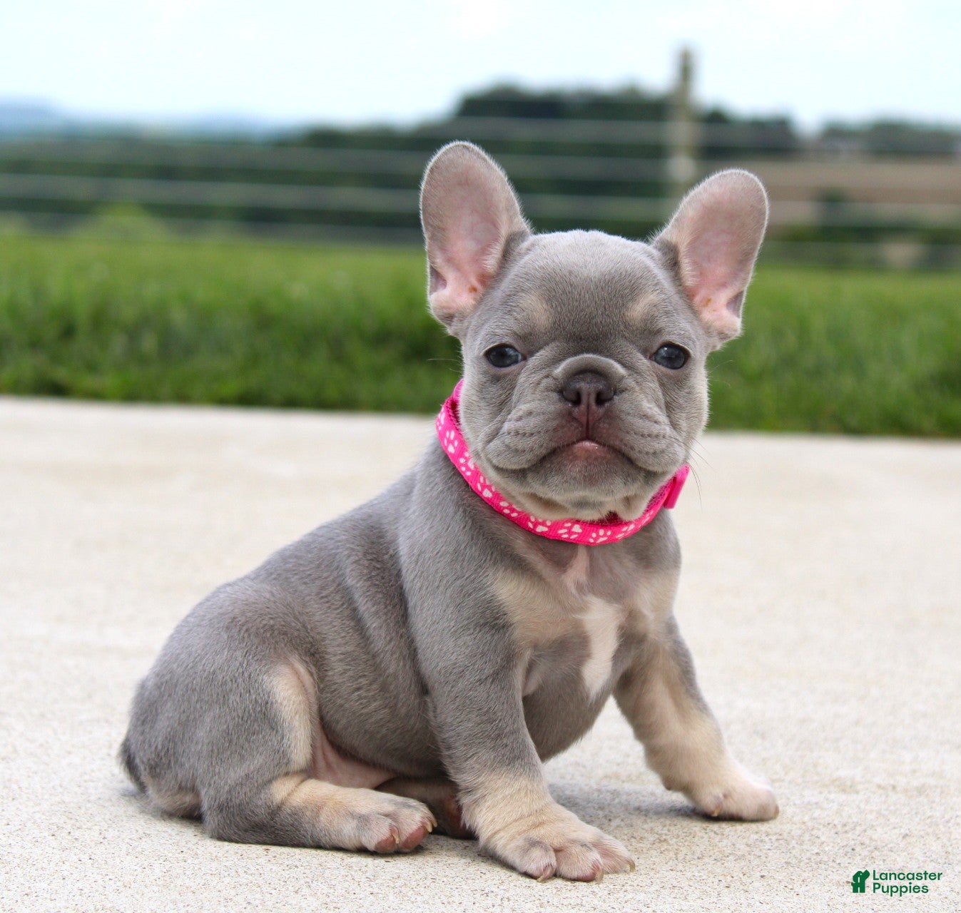 French Bulldog dogs Lilly - Ad 1