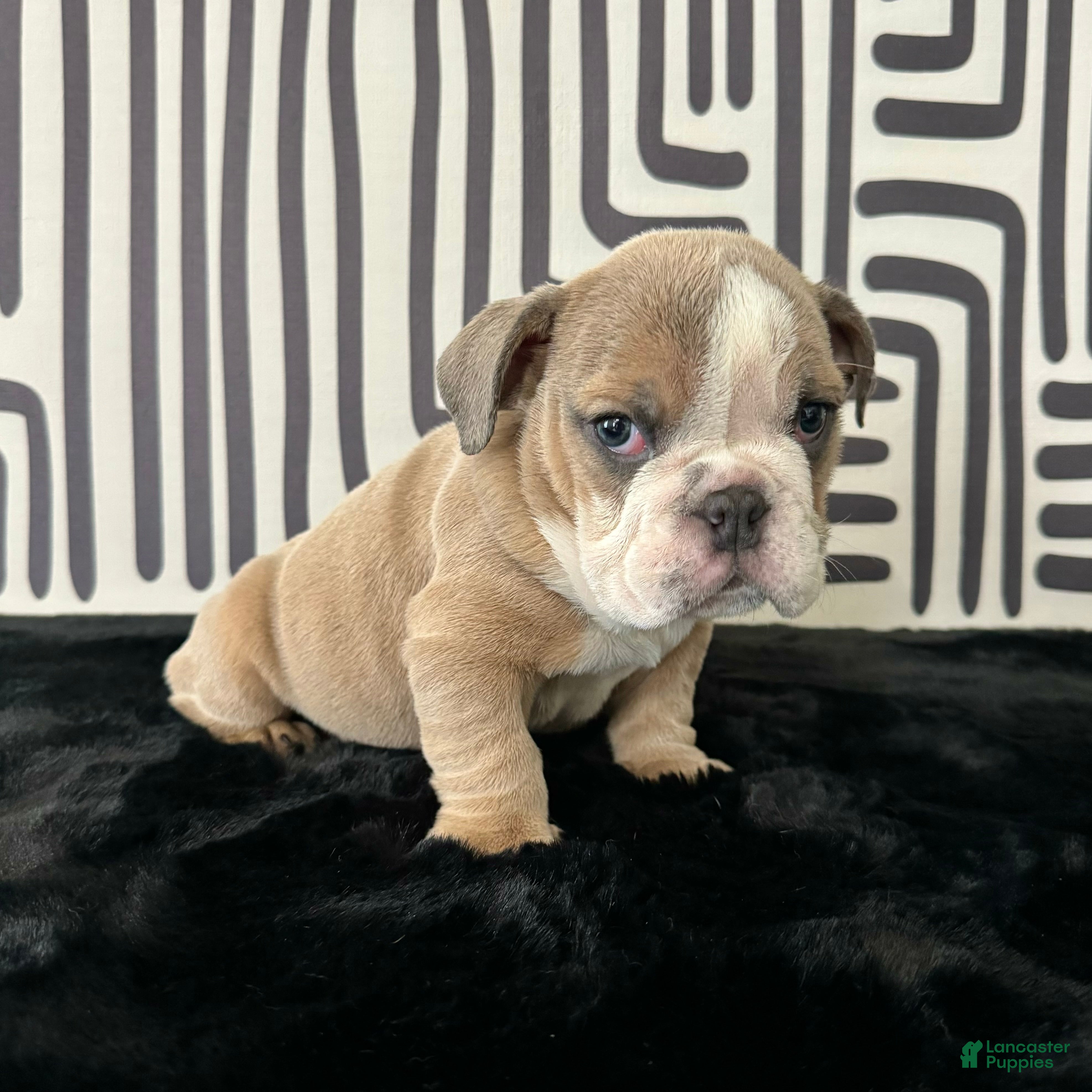 English Bulldog dogs Bongo - Ad 1