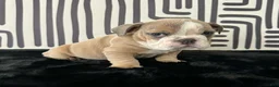 English Bulldog dogs for sale: Bongo - Ad 1