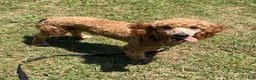 Miniature Poodle dogs for sale: Jack - Ad 7