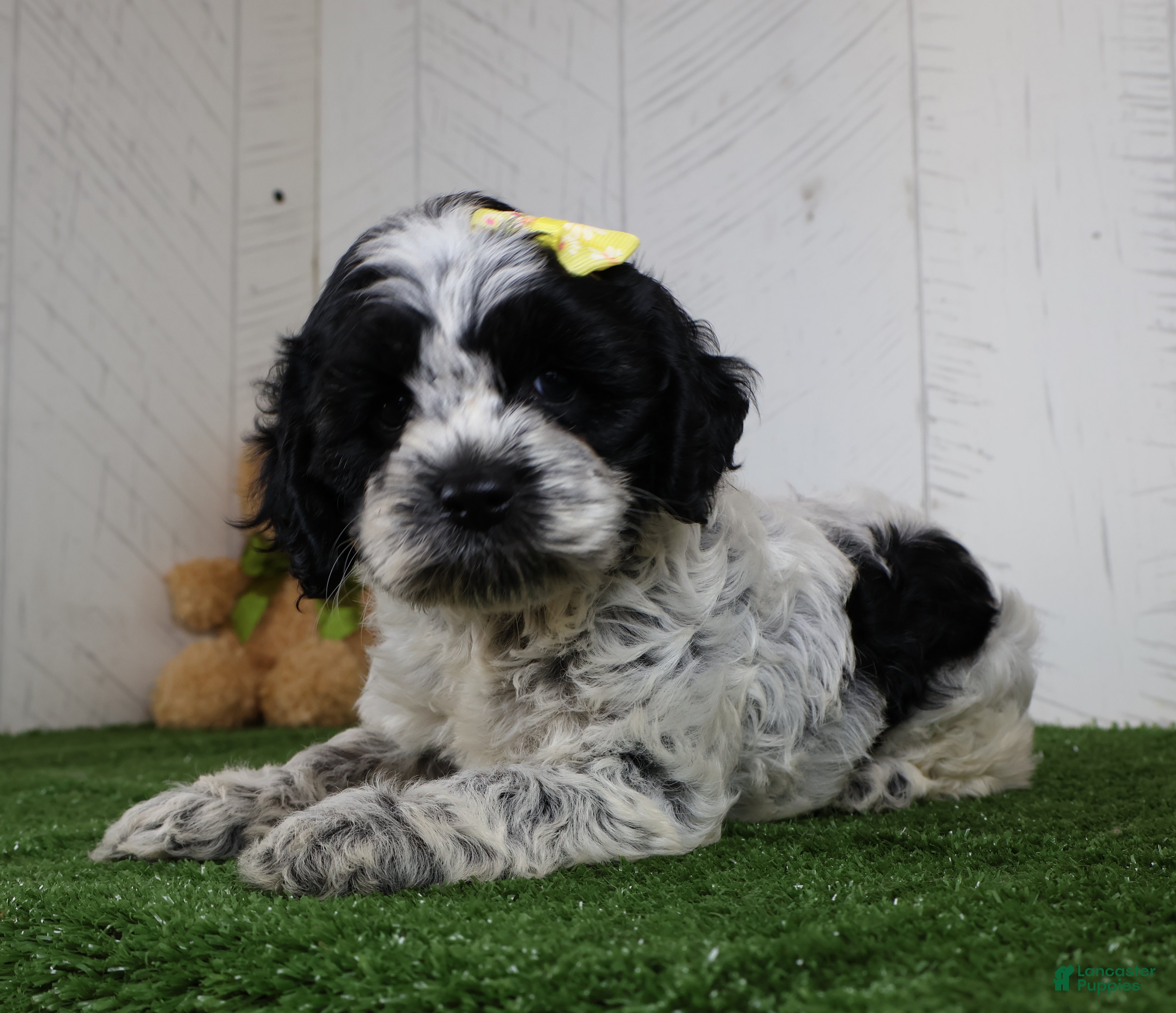 Cockapoo dogs Debbie - Ad 2