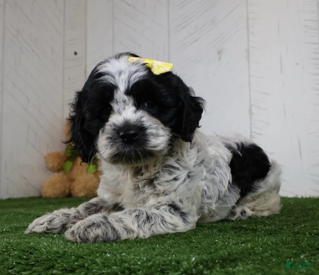 Cockapoo dogs for sale: Debbie - Ad 2