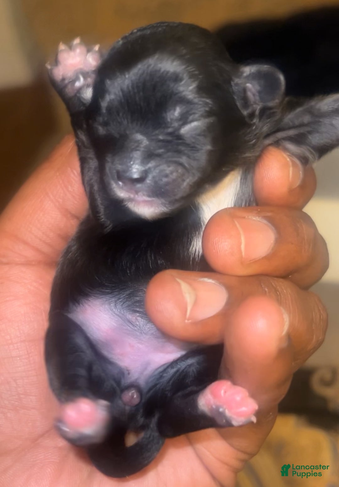 Mixed Breed dogs for sale: Shih-poos - Ad 1