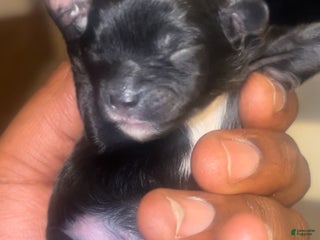 Mixed Breed dogs for sale: Shih-poos - Ad 1