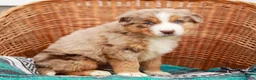 Australian Shepherd dogs for sale: Rufas - Ad 4