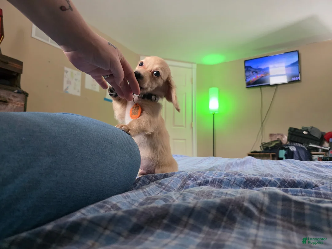 Miniature Dachshund dogs for sale: Luigi - Ad 3