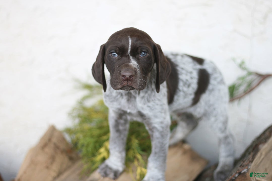 Gallery Image {{count}}