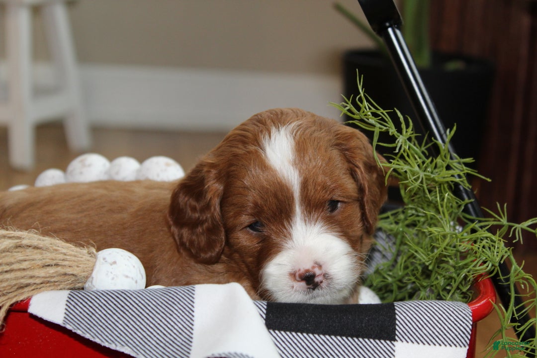 Cavapoo dogs for sale: Ember - F1B Cavapoo Female - Ad 7