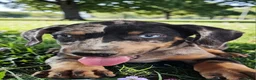 Catahoula Leopard Dog dogs for sale: Bug 2026 Female 1 - Ad 10