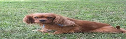 Cavalier King Charles Spaniel dogs for sale: Choco - Ad 6