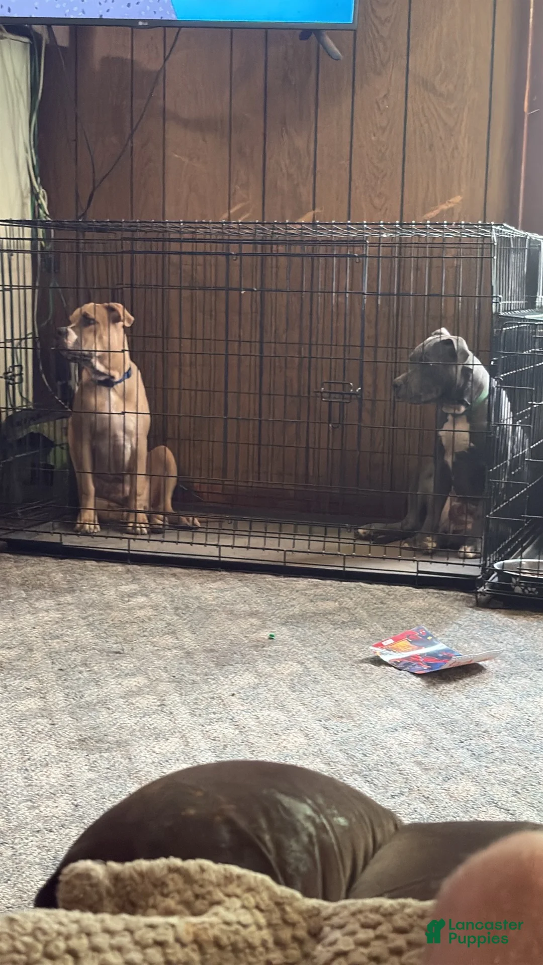 American Bully dogs for sale: American Bully 1 - Ad 2