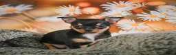 Chihuahua dogs for sale: Darla - Ad 3
