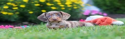 Miniature Dachshund dogs for sale: Precious - Ad 6