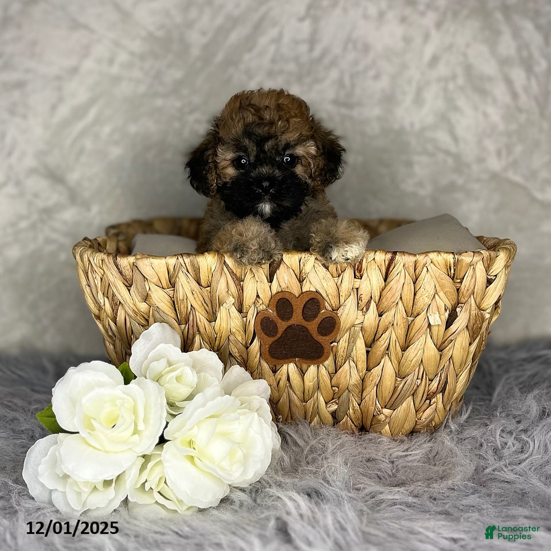 Shihpoo dogs for sale: Emma - Ad 3