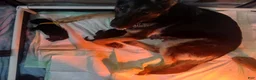 German Shepherd dogs for sale: German Shepherd Puppy 1 - Ad 2