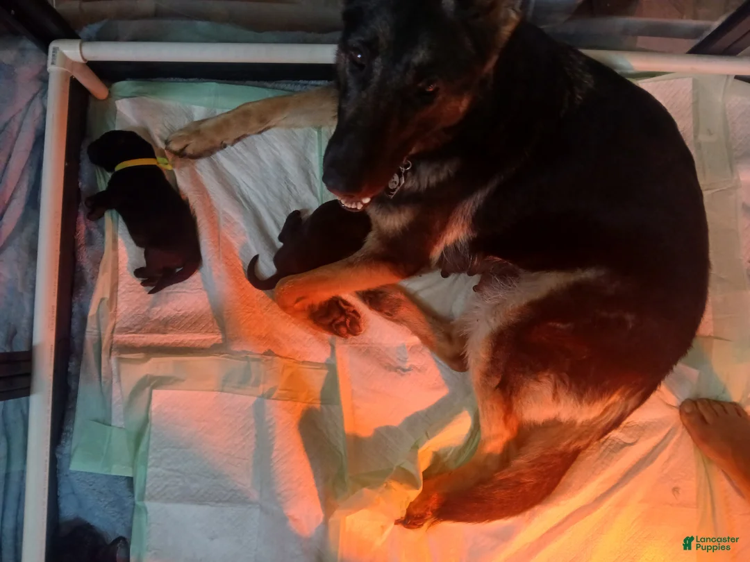 German Shepherd dogs for sale: German Shepherd Puppy 1 - Ad 2