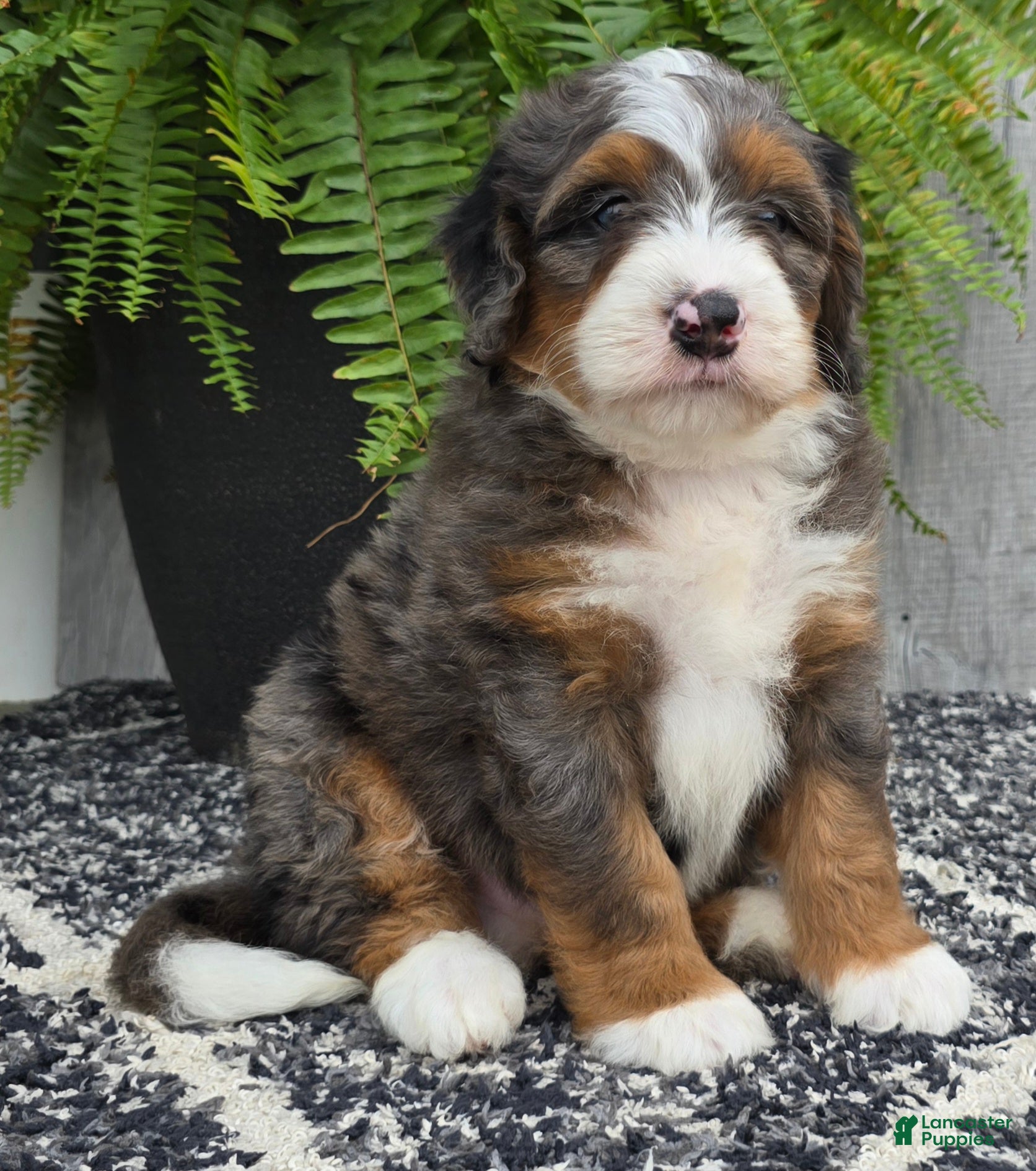 Mini Bernedoodle dogs Mini Jett - Ad 1