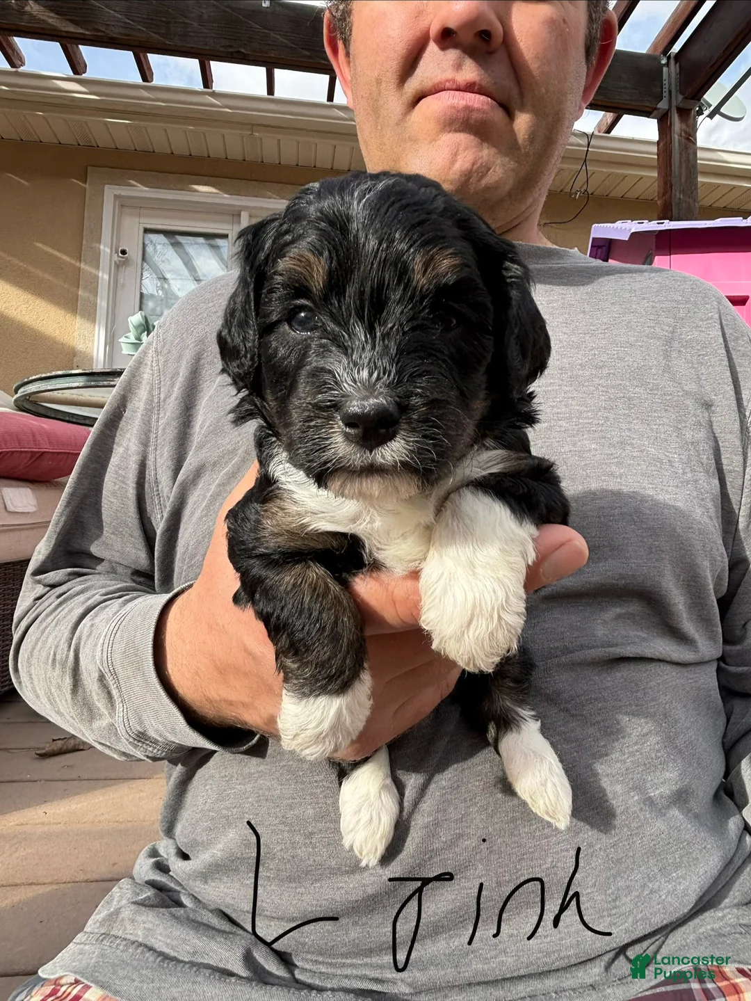 Bernedoodle dogs for sale: Cortina - Ad 2