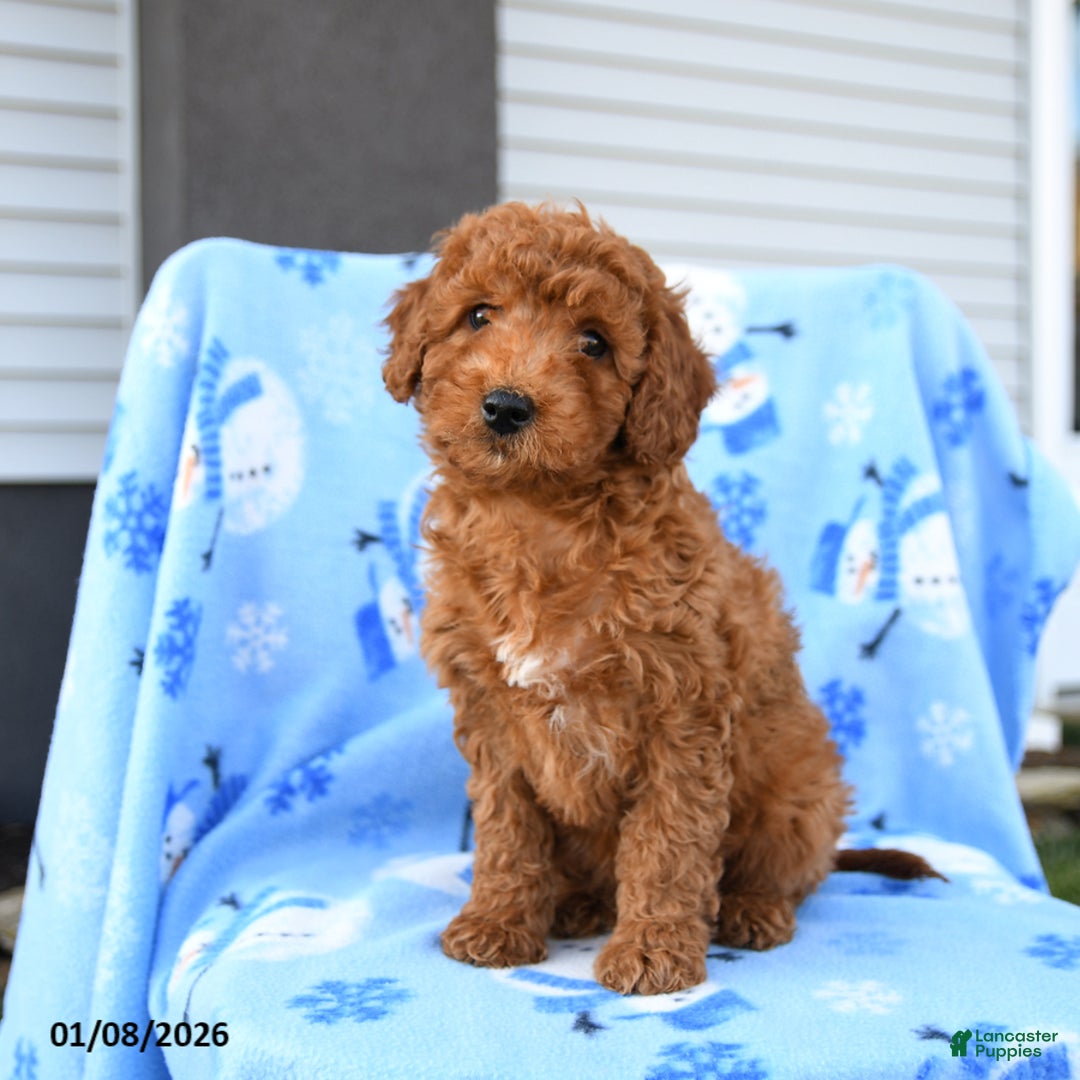 Mini Goldendoodle dogs for sale: Waylon - Ad 3