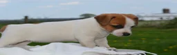Jack Russell Terrier dogs for sale: Marigold - Ad 2