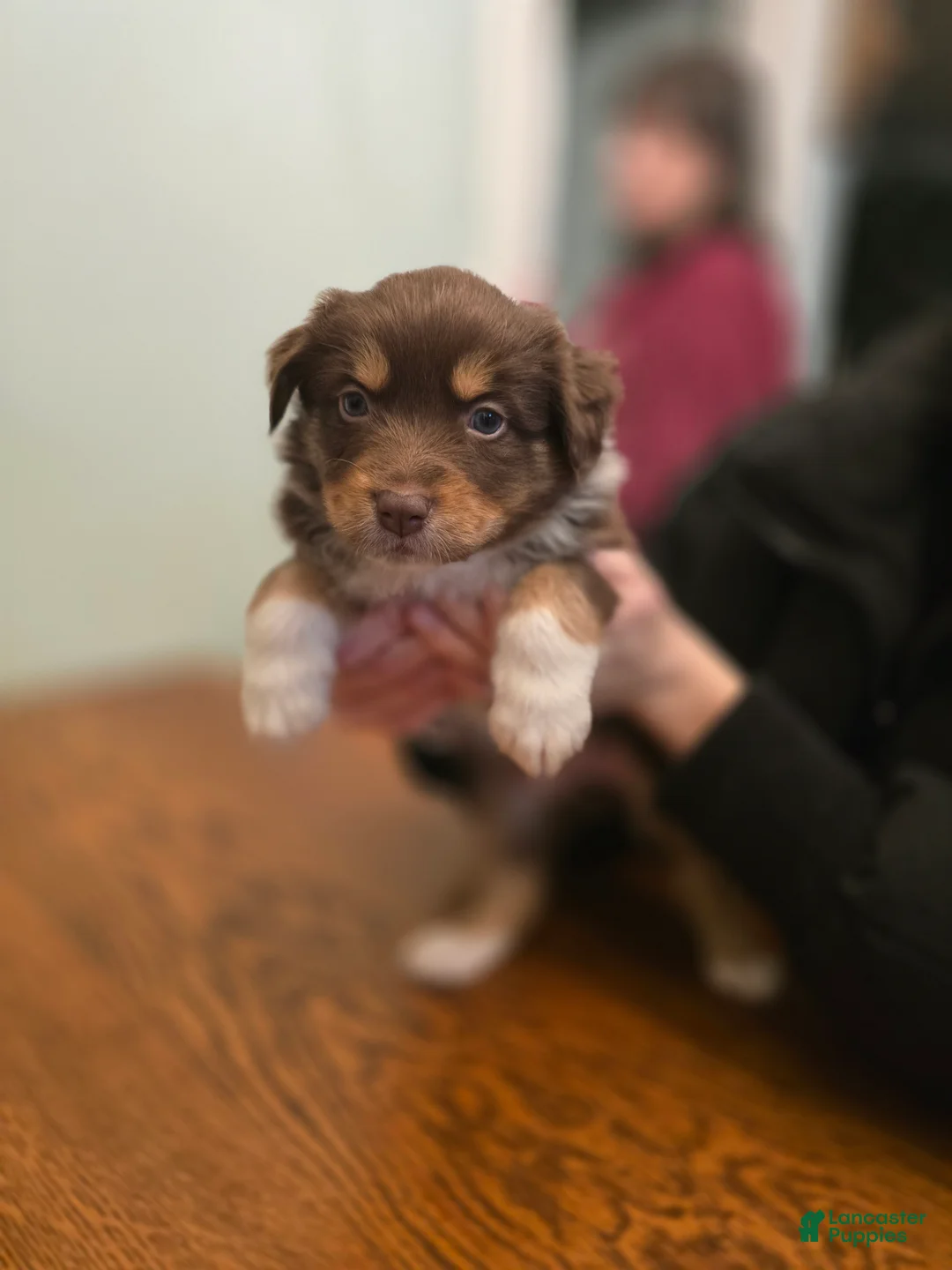 Australian Shepherd dogs for sale: Australian Shepherd Puppy 2 - Ad 2