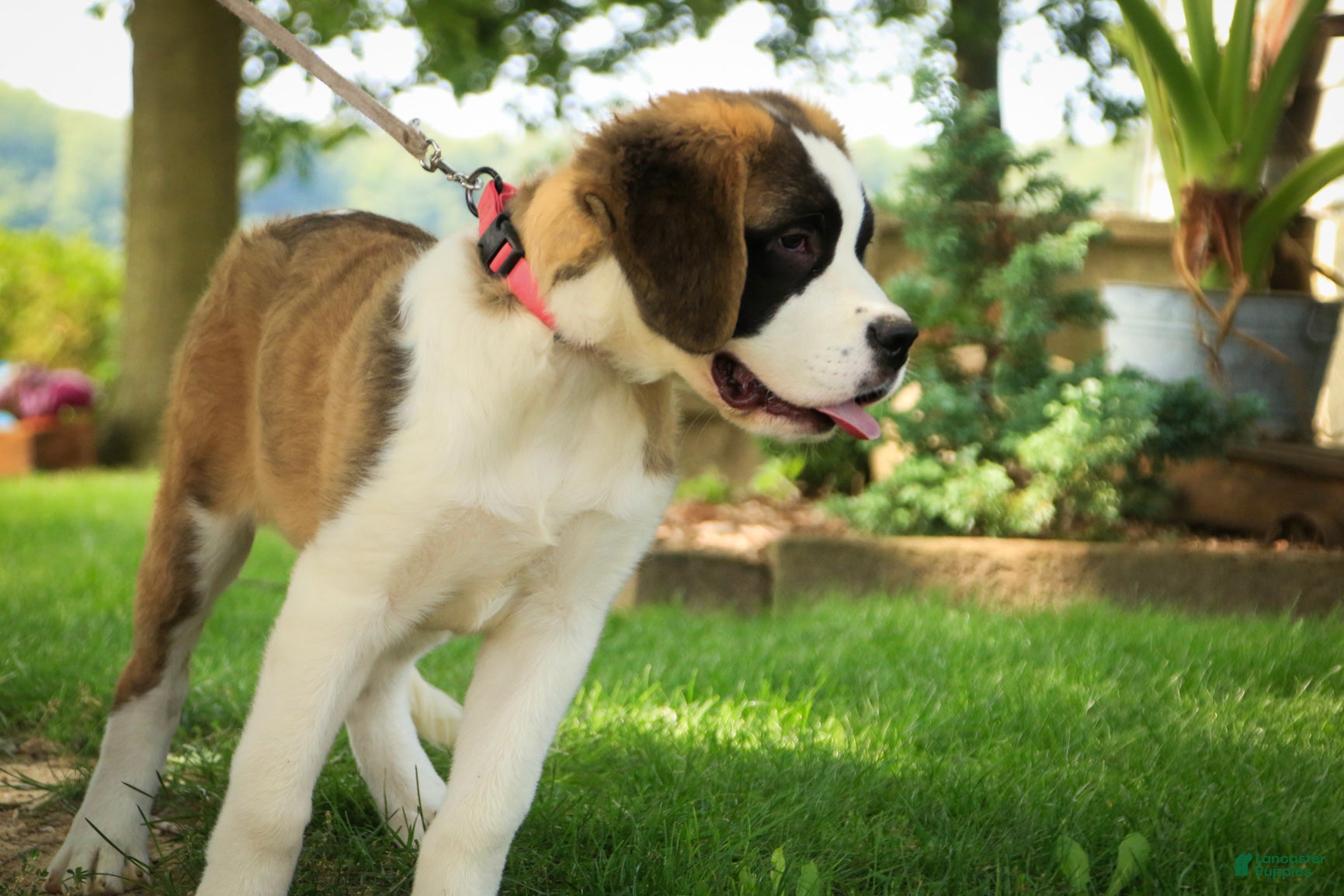 Saint Bernard dogs Wendeline Saint Bernard  - Ad 2