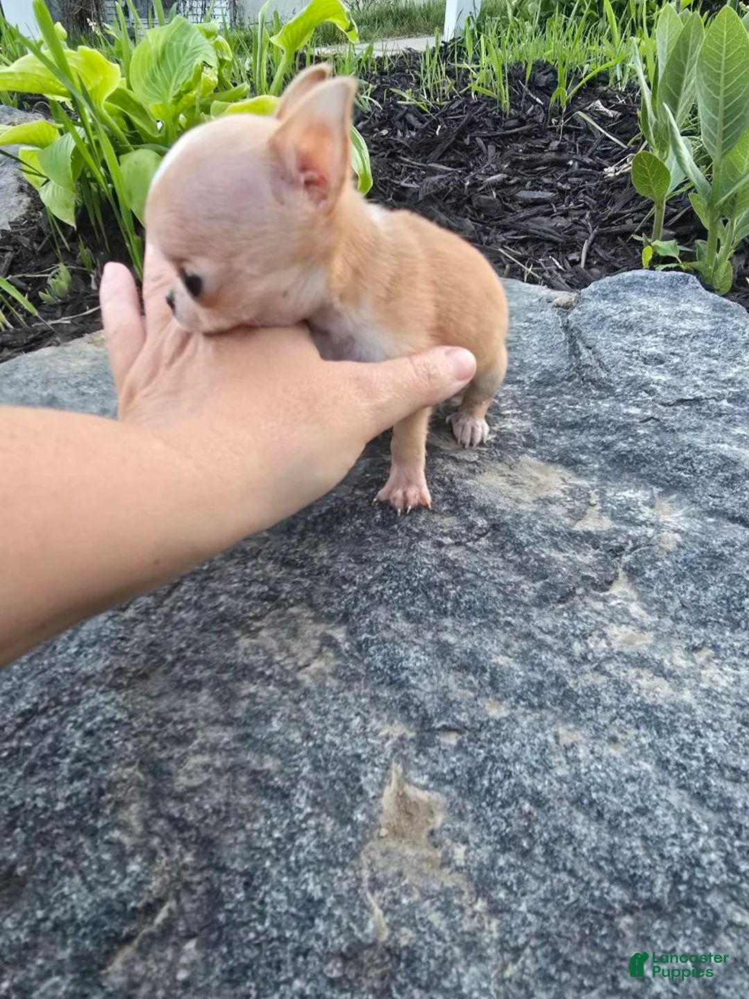 Chihuahua dogs for sale: Chihuahua Boy - Ad 2