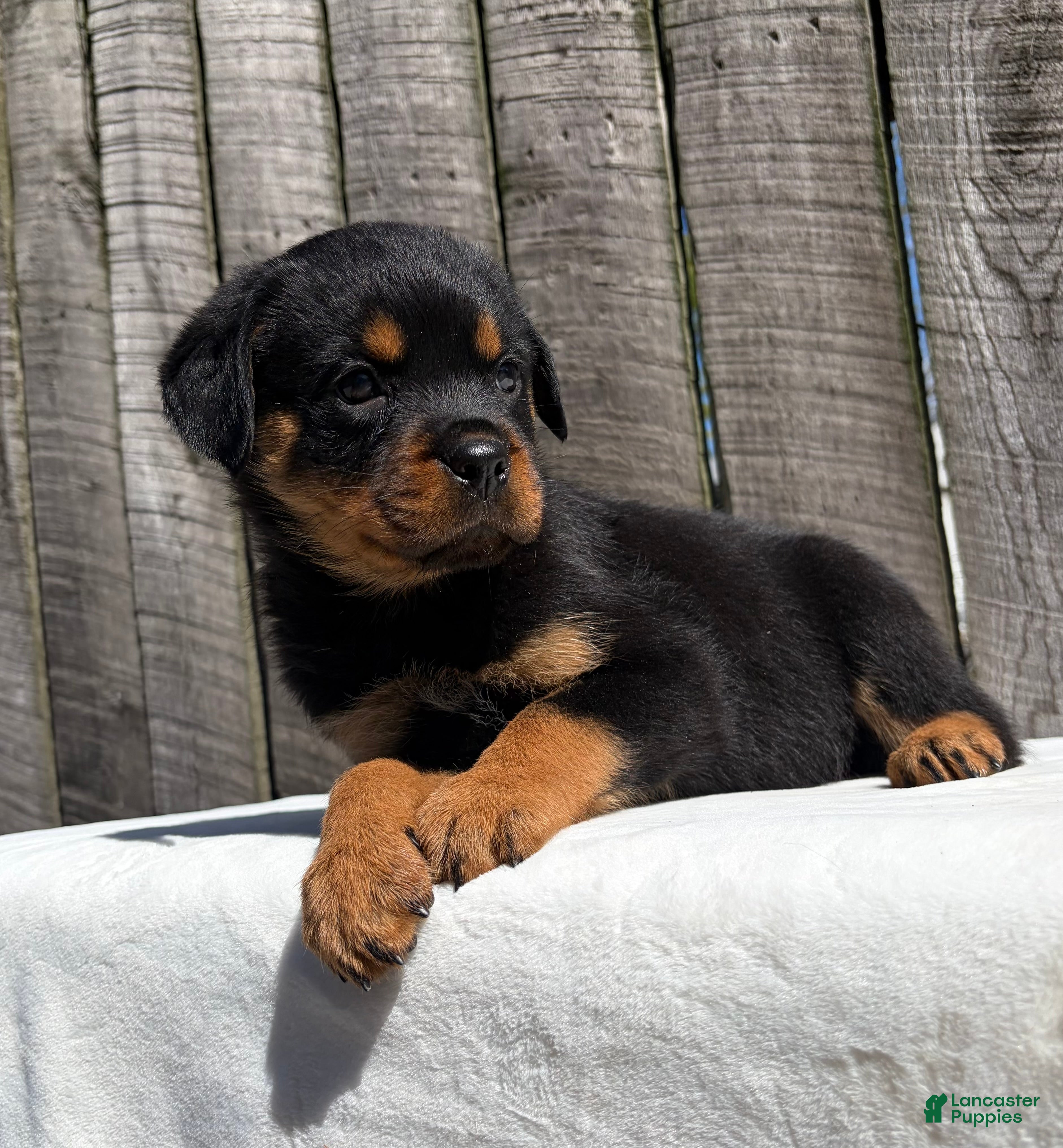Rottweiler dogs Grace - Ad 2