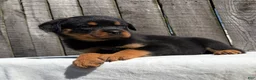 Rottweiler dogs for sale: Grace - Ad 2