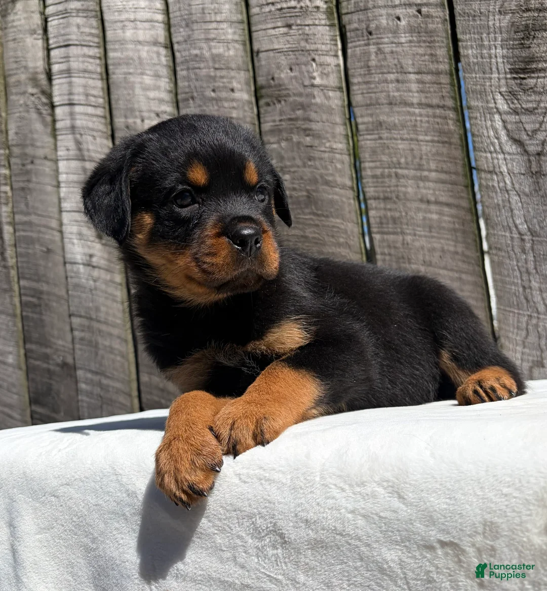 Rottweiler dogs for sale: Grace - Ad 2