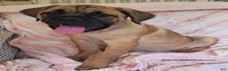 Cane Corso dogs for sale: Abby - Ad 18