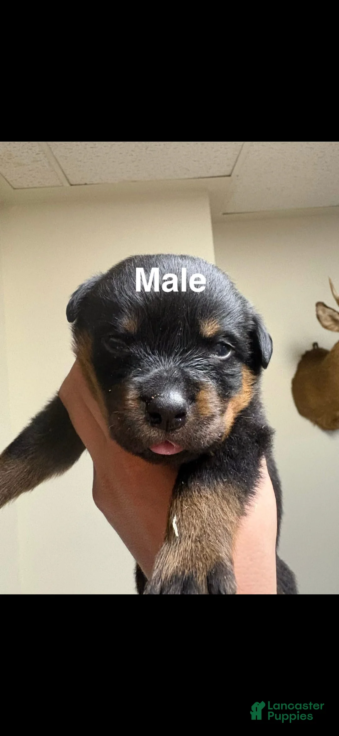 Rottweiler dogs for sale: Rottweiler Puppy 1 - Ad 1