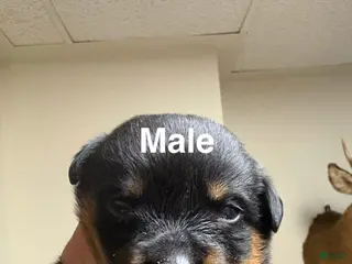 Rottweiler dogs Rottweiler Puppy 1 - Ad 23