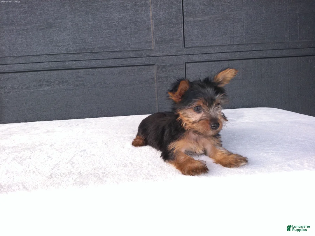 Yorkshire Terrier dogs for sale: Sammy  - Ad 8